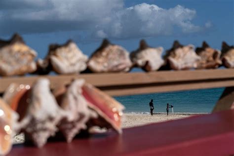 In Bahamas, a struggle to save conch, and a way of life